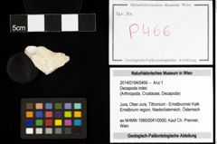 Foto (Objekt + Etiketten) von Decapoda indet. 